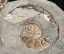 Two Discoscaphites Ammonites - South Dakota #17046-1